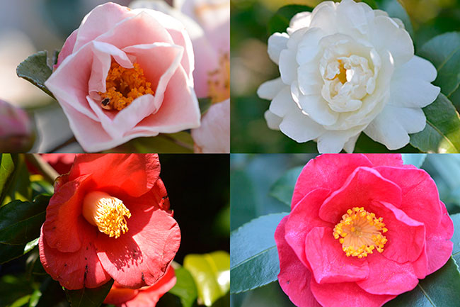 サザンカとツバキ