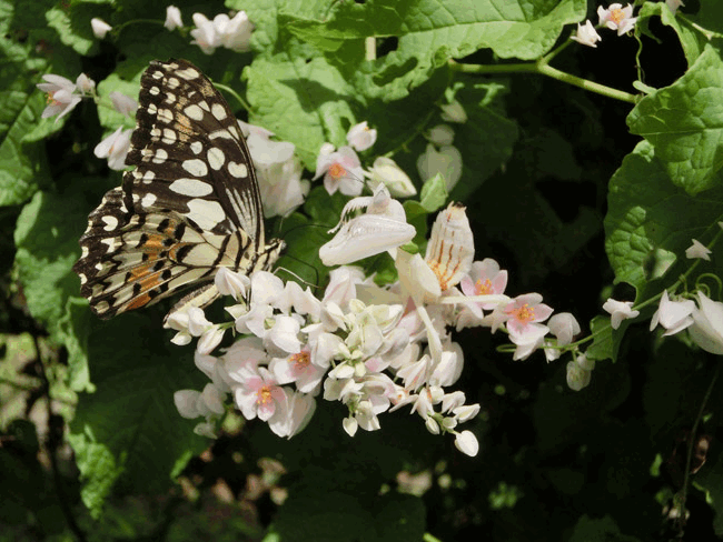 オナシアゲハを狩るハナカマキリgifアニメ