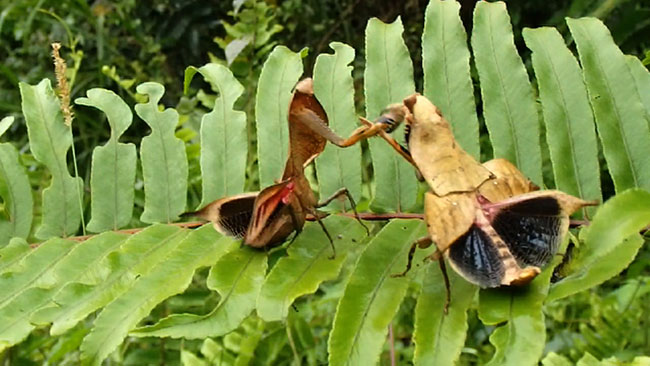マルムネカレハカマキリの闘い（SH50 120P)