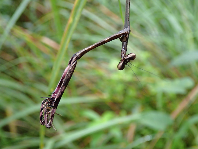 カマキリの一種
