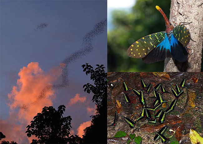 ボルネオ自然観察の旅