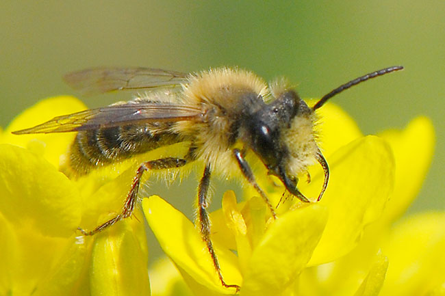 大顎が巨大なハチ