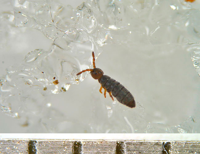  ボクシヒメトビムシをV2　改造マクロで