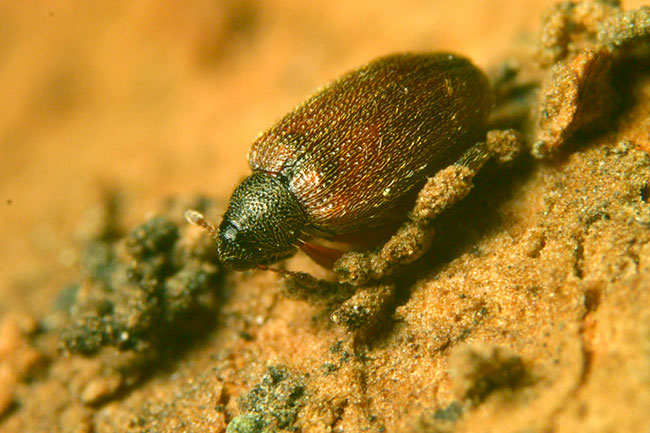 アカアシノミゾウムシ