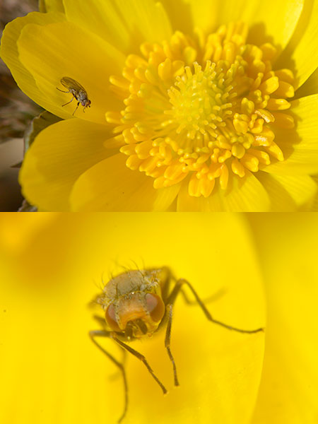 フクジュソウのハエ