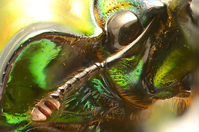 クワガタの触角