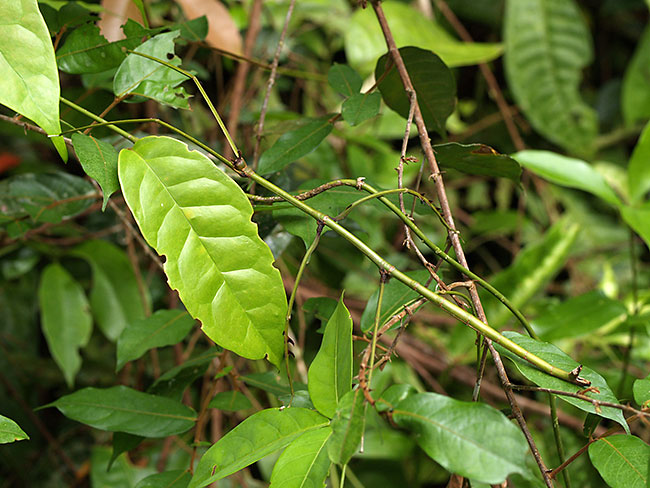 ボルネオのナナフシ