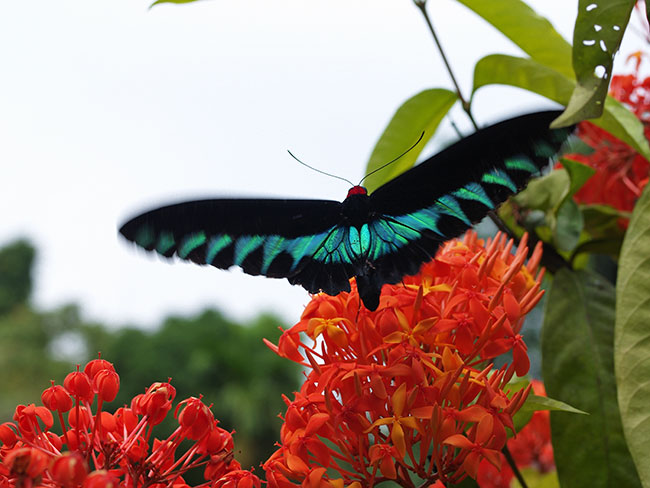 ボルネオのアカエリトリバネアゲハ