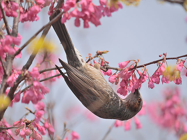 ヒヨドリを100−300で