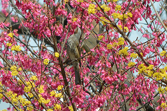 カンヒザクラにヒヨドリ