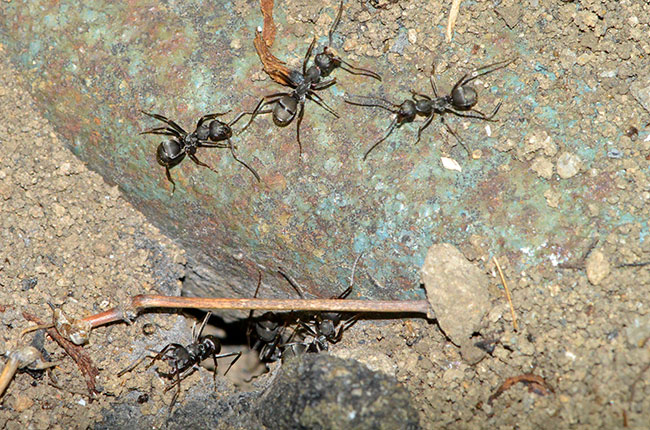 アリの巣が開く