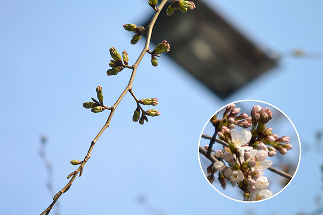 東京のサクラ咲く