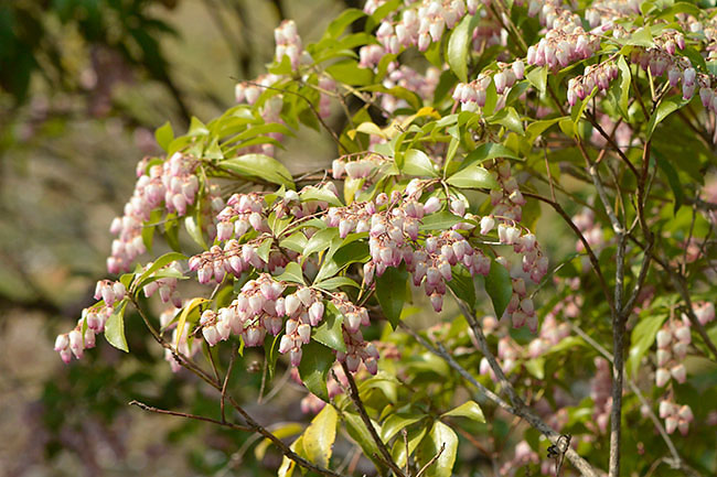 アセビの花