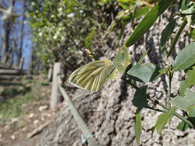 スジグロシロチョウ出る