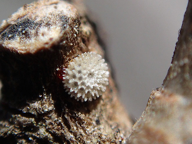 TG-2のスーパーマクロ超解像ズーム