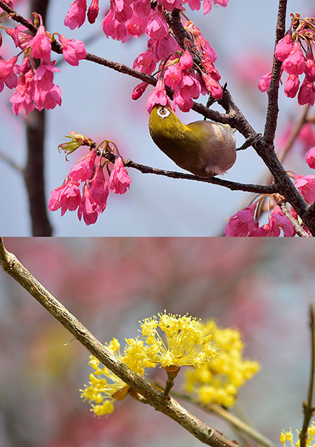 カンヒザクラにメジロ