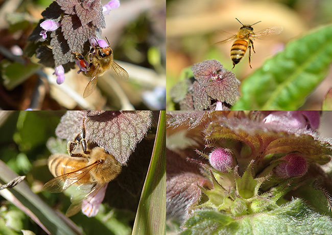 ヒメオドリコソウにミツバチ