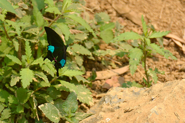 ルリモンアゲハ