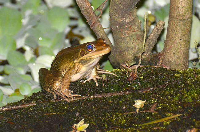 青い眼のカエル