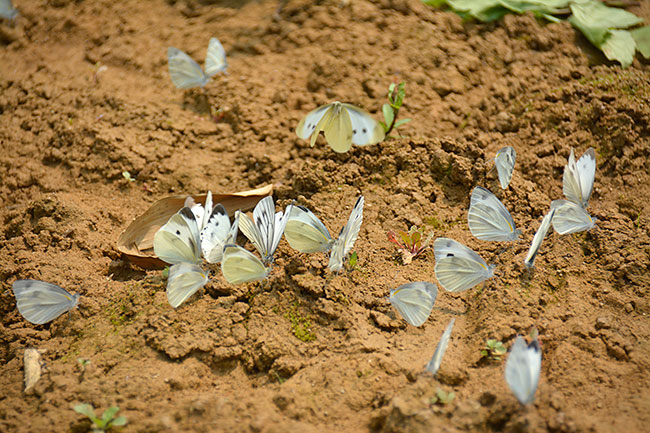モンシロチョウとタイワンモンシロチョウ