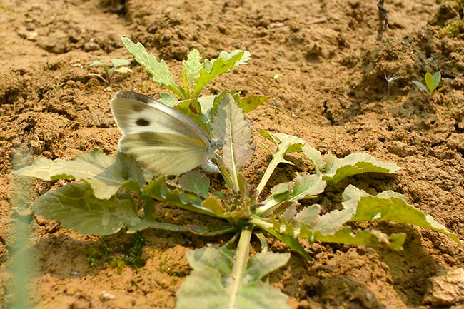 ダイコンに産卵するタイワンモンシロチョウ