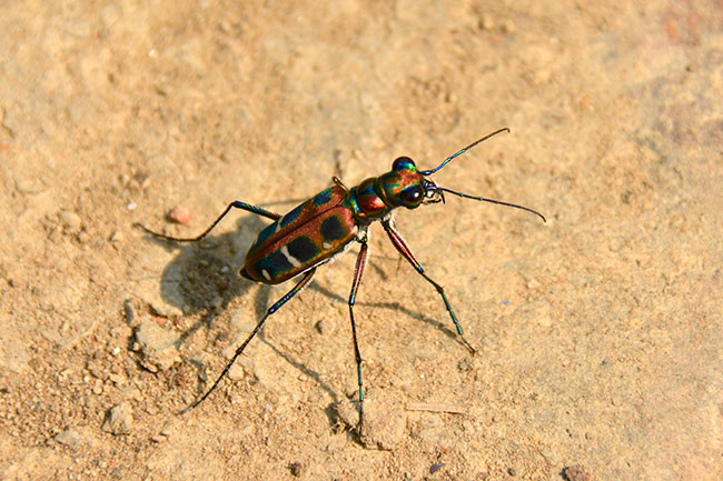 ハンミョウの仲間