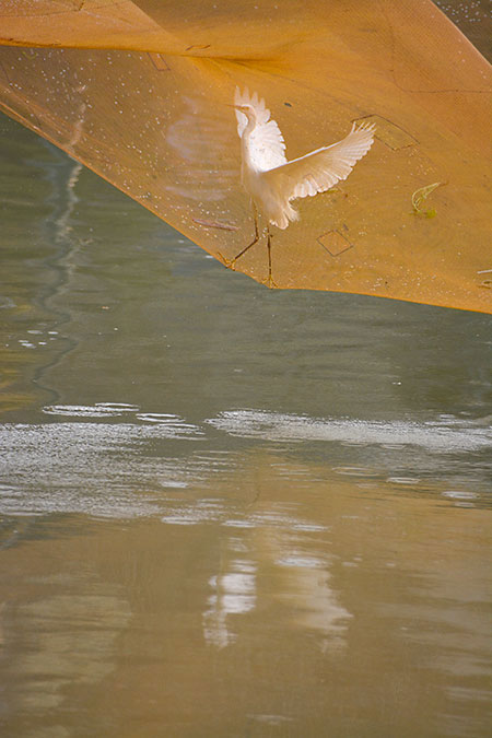 チャイニーズネットから餌を採るサギ