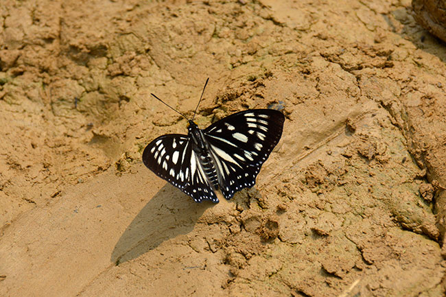 エグリゴマダラ