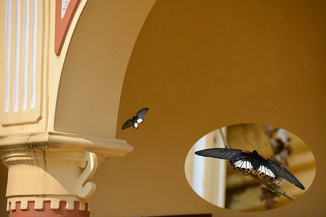 ナガサキアゲハ