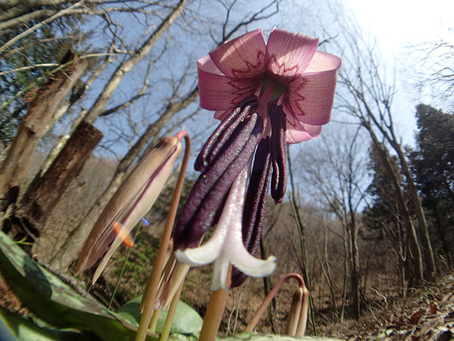 カタクリを魚露目で