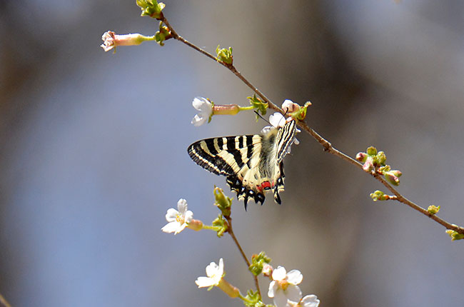 ヒメギフチョウ