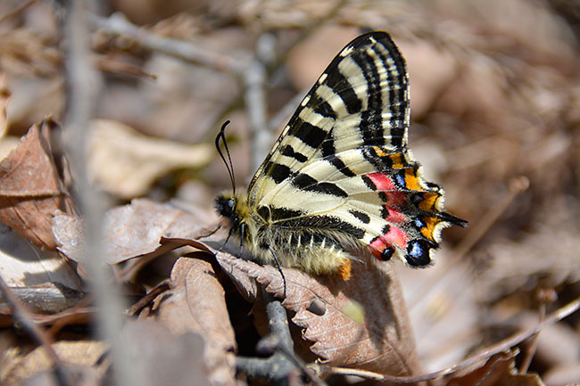 羽化したてのヒメギフチョウ