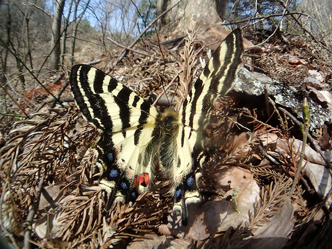 魚露目でヒメギフチョウ