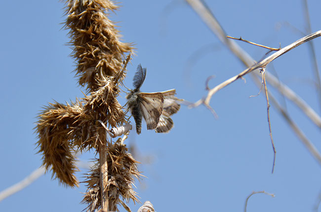 フチグロトゲエダシャク