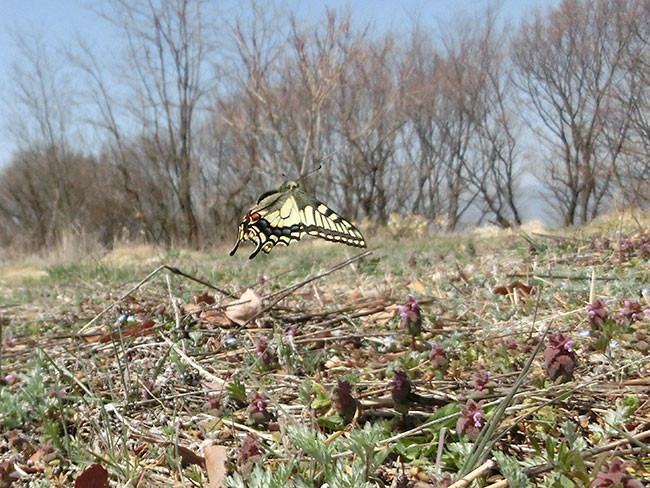 キアゲハの飛翔