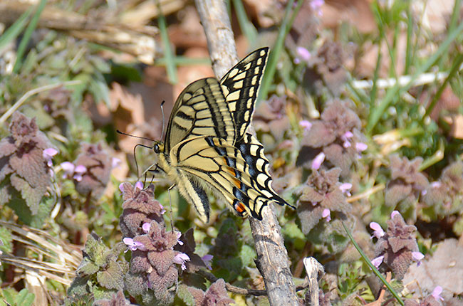 ヒメオドリコソウの蜜を吸うキアゲハ