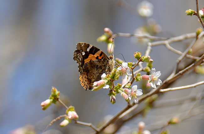 チョウジザクラにきたアカタテハ