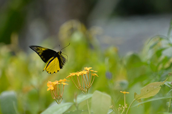 アンフリサスキシタアゲハ