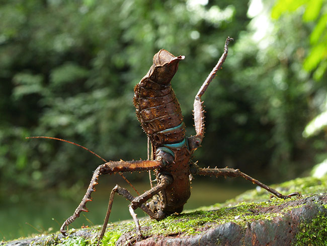 サカダチコノハナナフシ