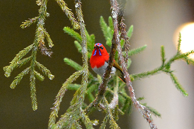 ミヤマタイヨウチョウ
