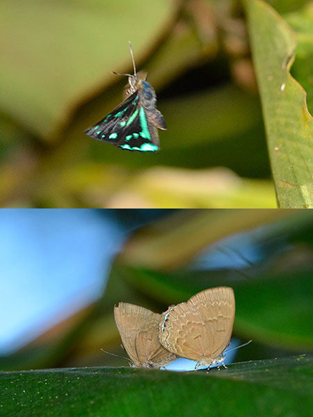 ファリゲマダラキララシジミ