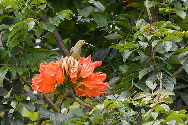 キミミクモカリドリ