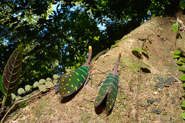 テングビワハゴロモ