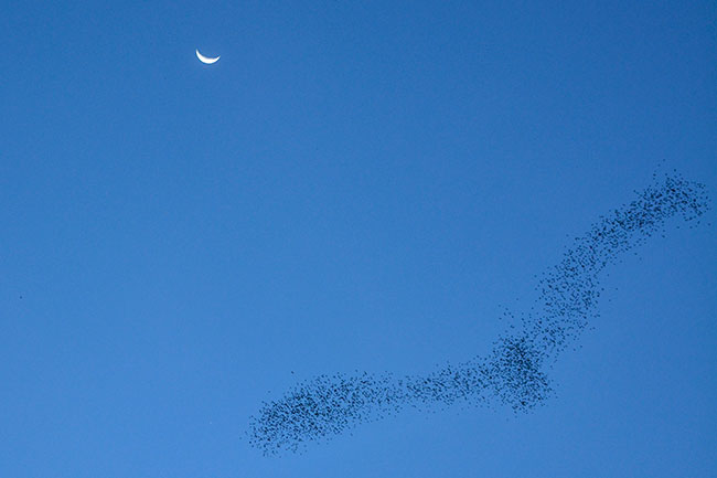 ムル国立公園のコウモリの大群