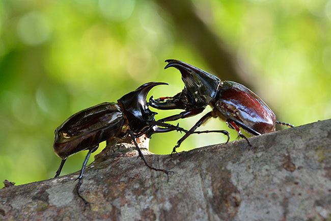 ヒメカブトVsボルネオオカブト
