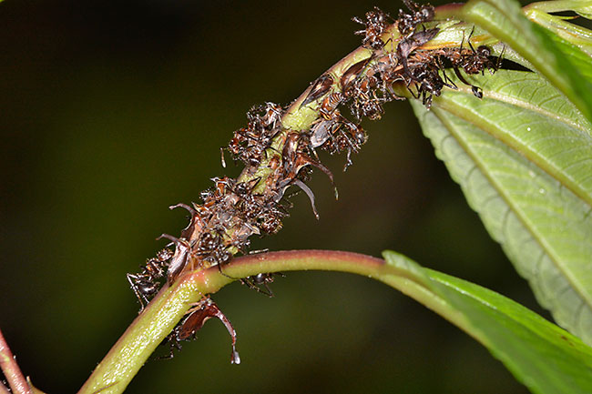 ハタザオツノゼミ