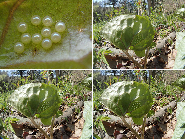 ヒメギフチョウの卵
