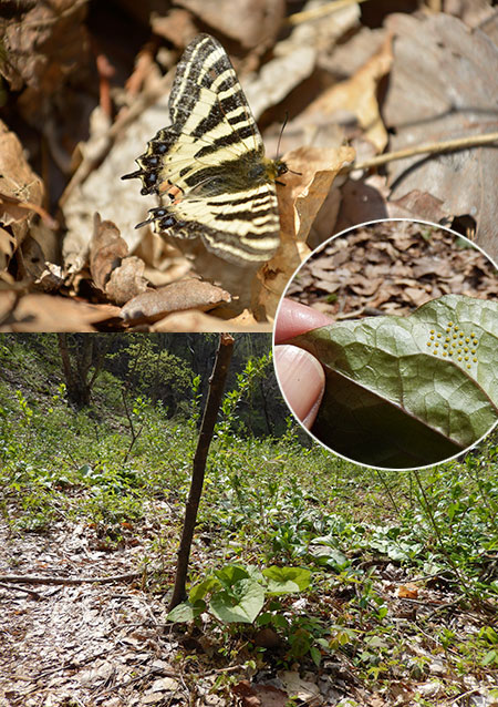 ヒメギフチョウに思う