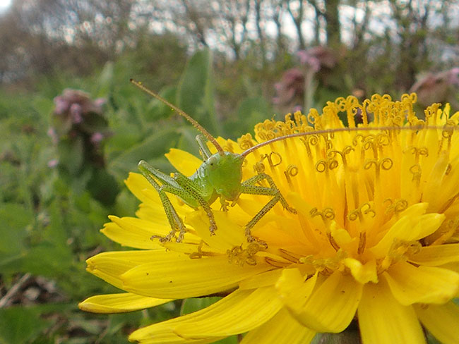 魚露目でヤブキリの幼虫