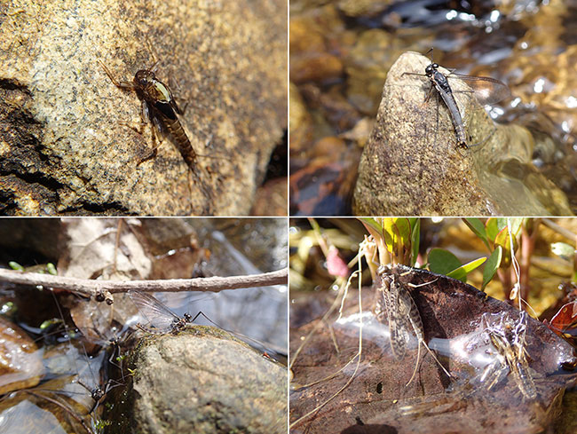 カゲロウの季節